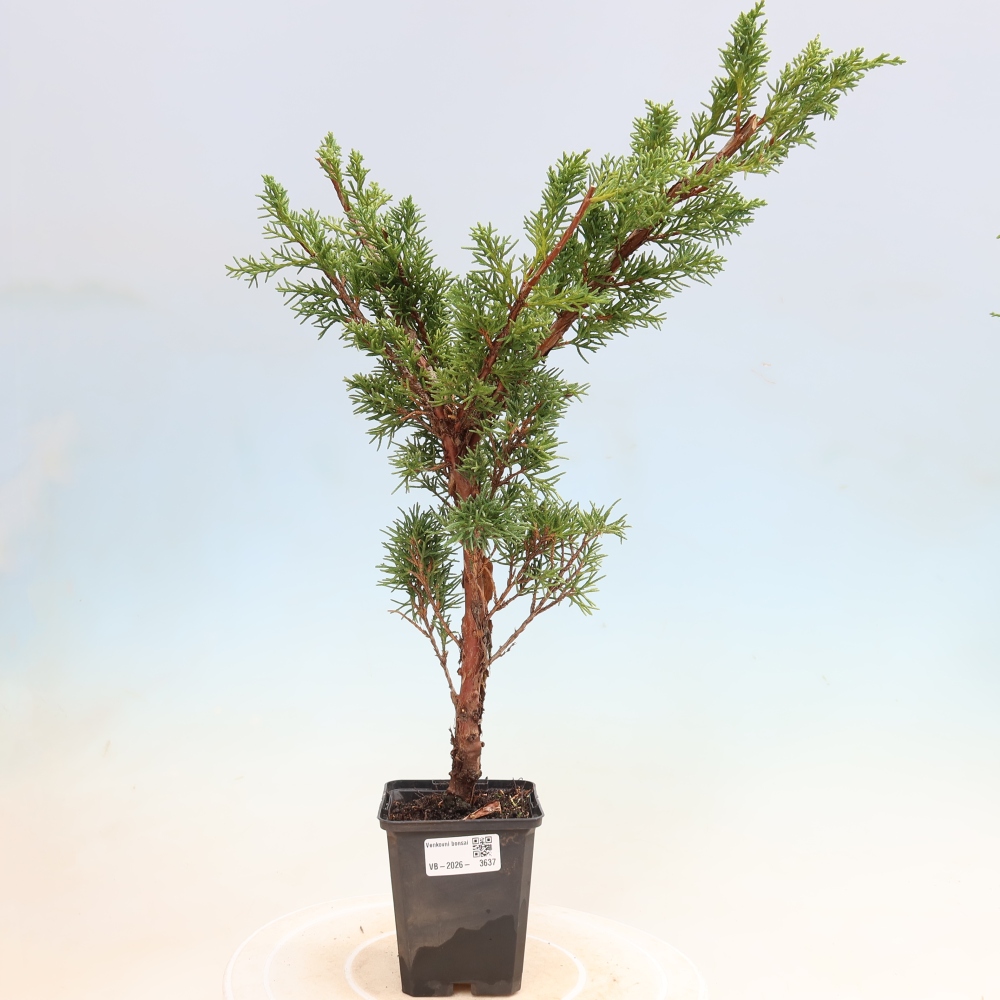 Venkovní bonsai - Juniperus chinensis Kishu -Jalovec čínský