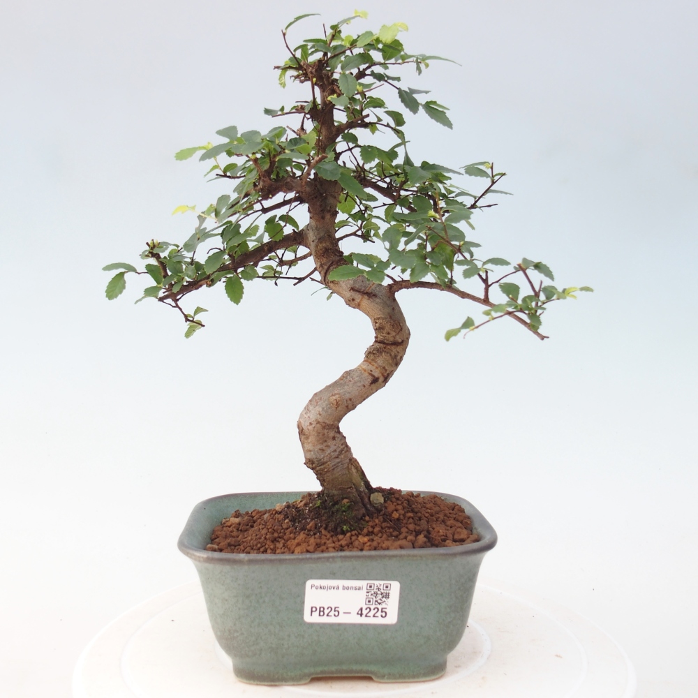 Pokojová bonsai - Ulmus parvifolia - Malolistý jilm
