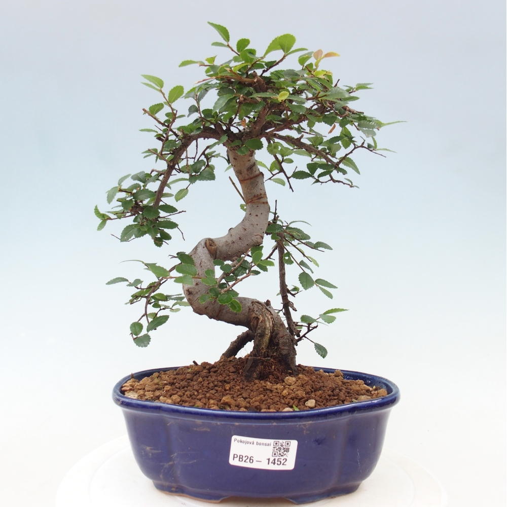 Pokojová bonsai - Ulmus parvifolia - Malolistý jilm