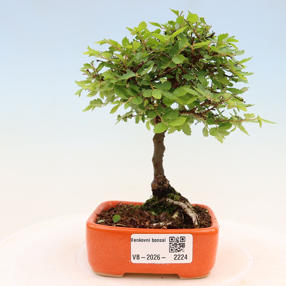 Venkovní bonsai - Ulmus parvifolia Sagei - Malolistý jilm