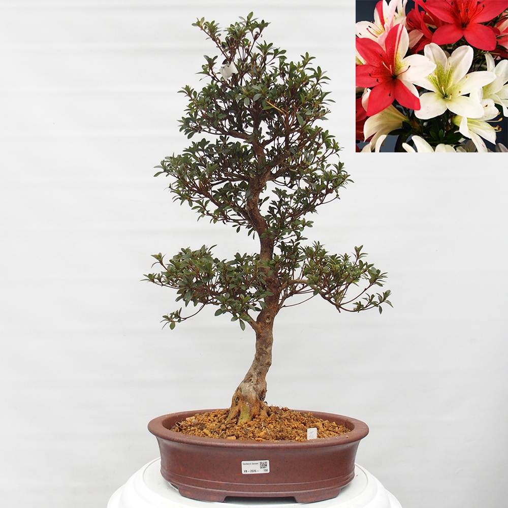 Venkovní bonsai - Japonská azalka - Azalea Hanatsuzuri