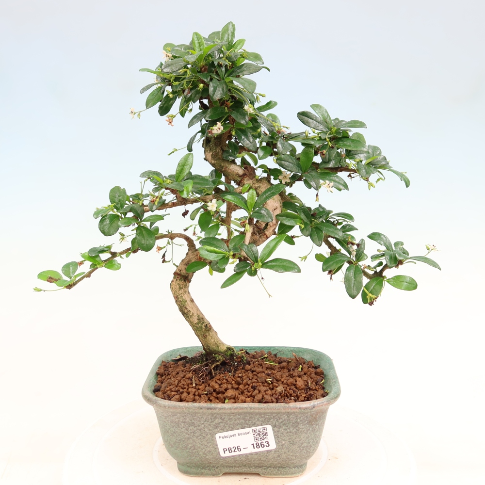 Pokojová bonsai - Carmona macrophylla - Čaj fuki