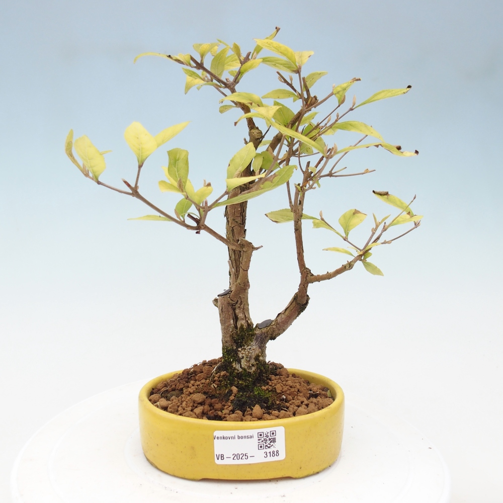Venkovní bonsai - krásnoplodka - Callicarpa japonica