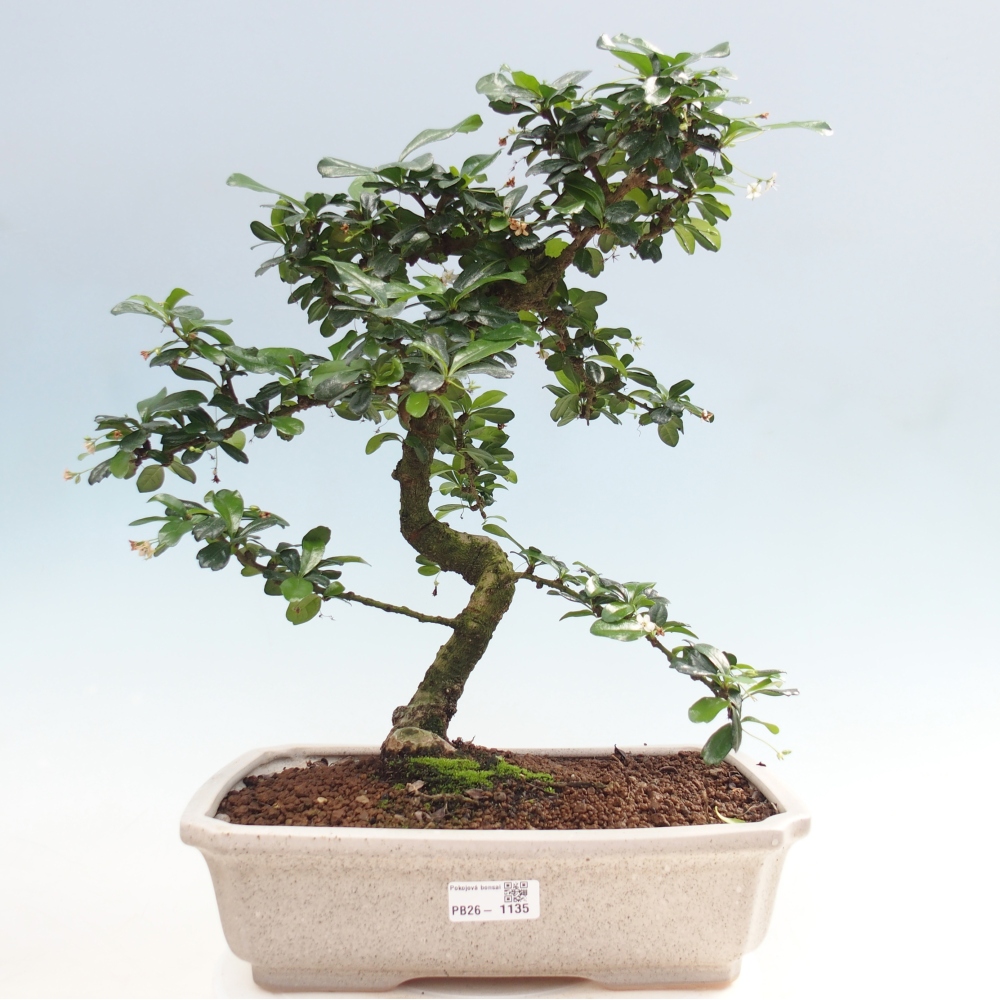 Pokojová bonsai - Carmona macrophylla - Čaj fuki