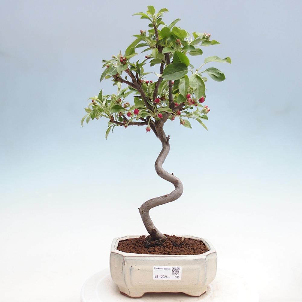 Venkovní bonsai -Malus halliana - Maloplodá jabloň