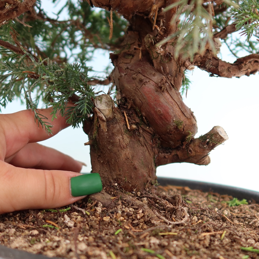 Venkovní bonsai - Juniperus chinensis Itoigawa-Jalovec čínský