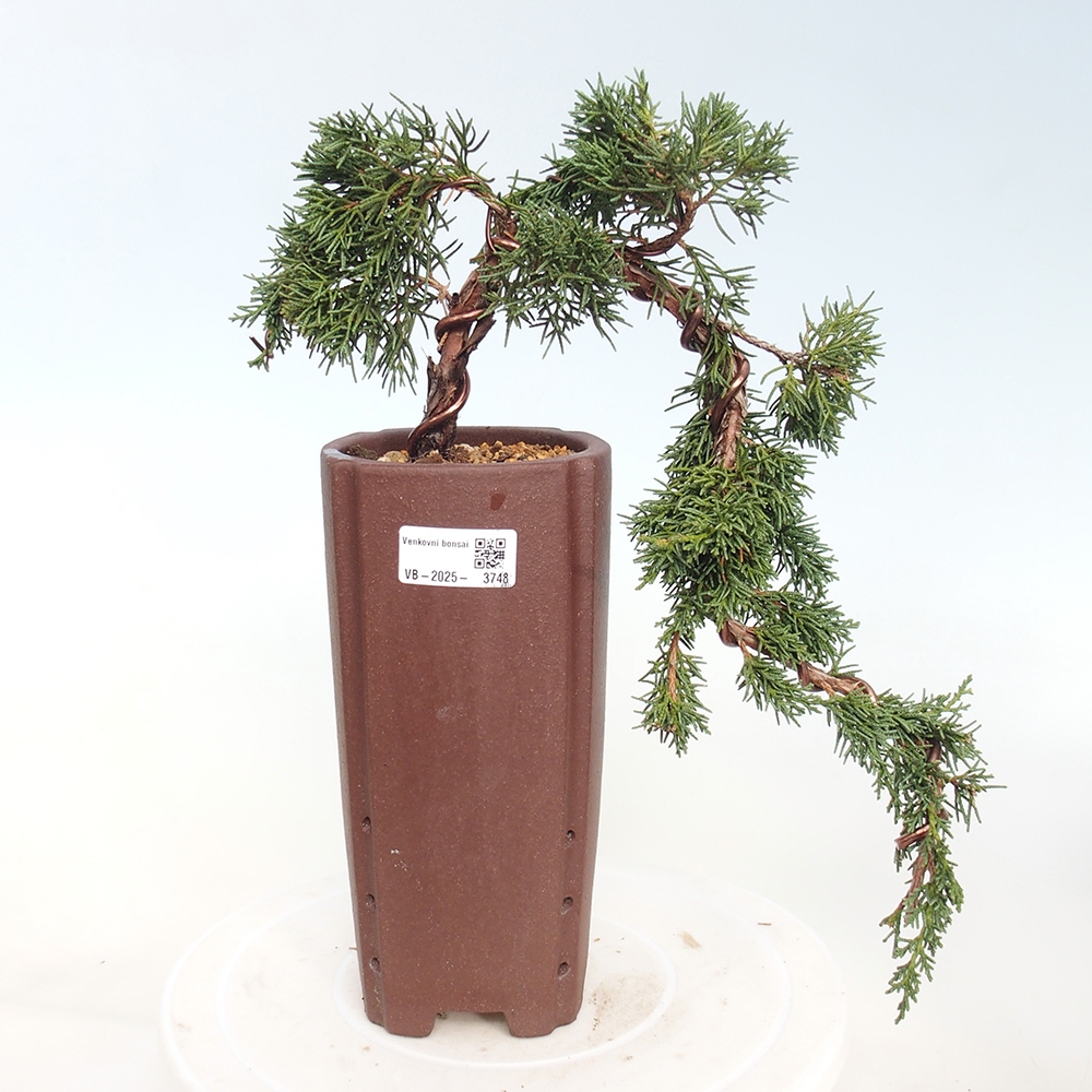 Venkovní bonsai - Juniperus chinensis Kishu -Jalovec čínský