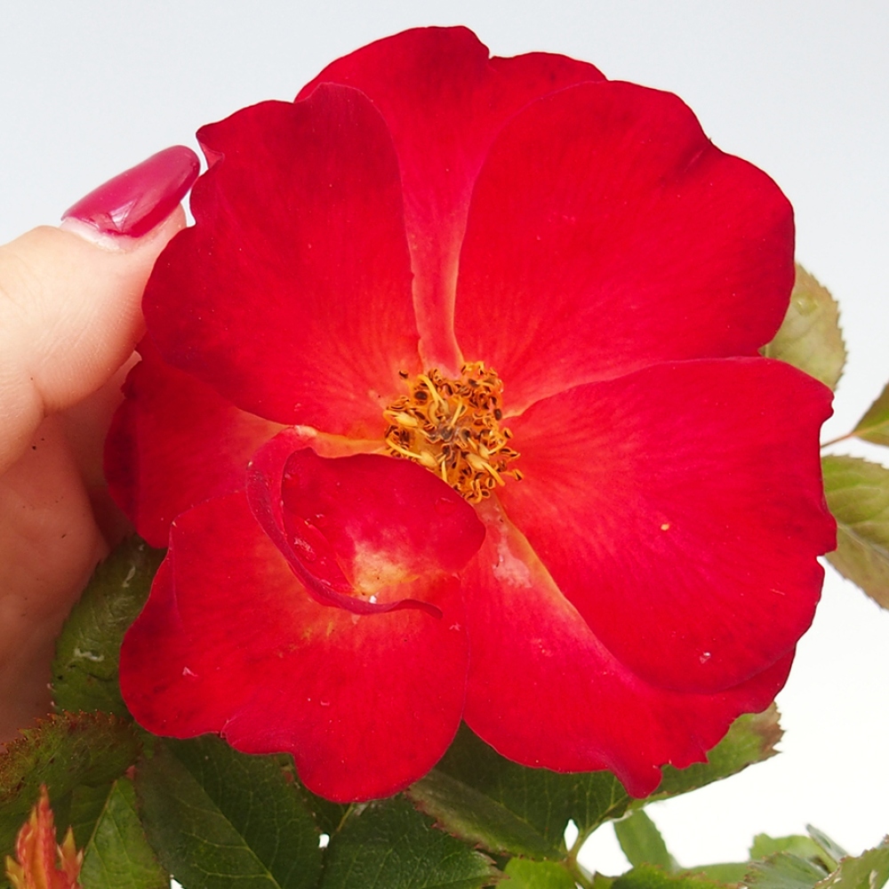 Venkovní bonsai - Rosa Kordes -  růže