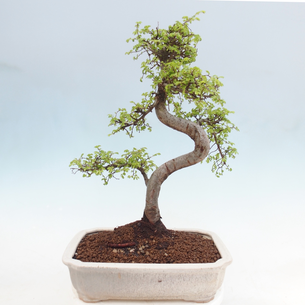Pokojová bonsai - Ulmus parvifolia - Malolistý jilm