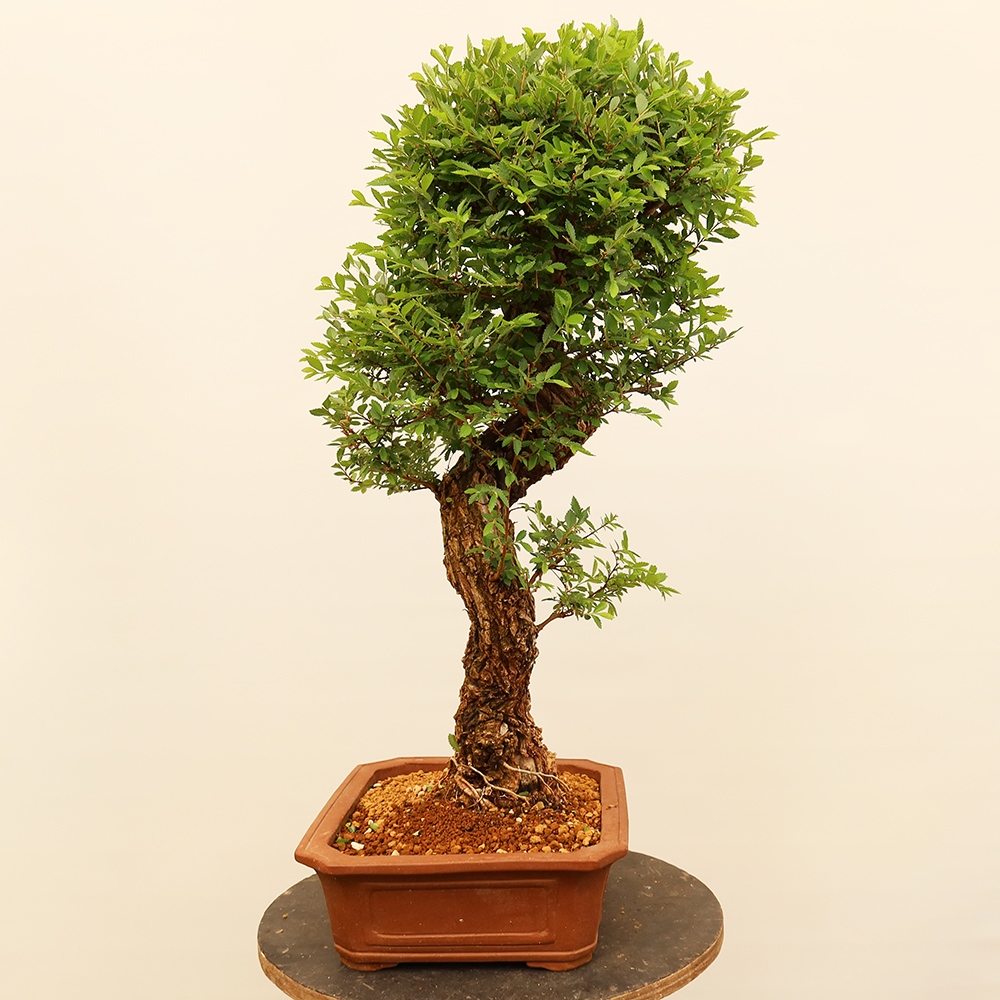 Venkovní bonsai - Zelkova - Zelkova NIRE