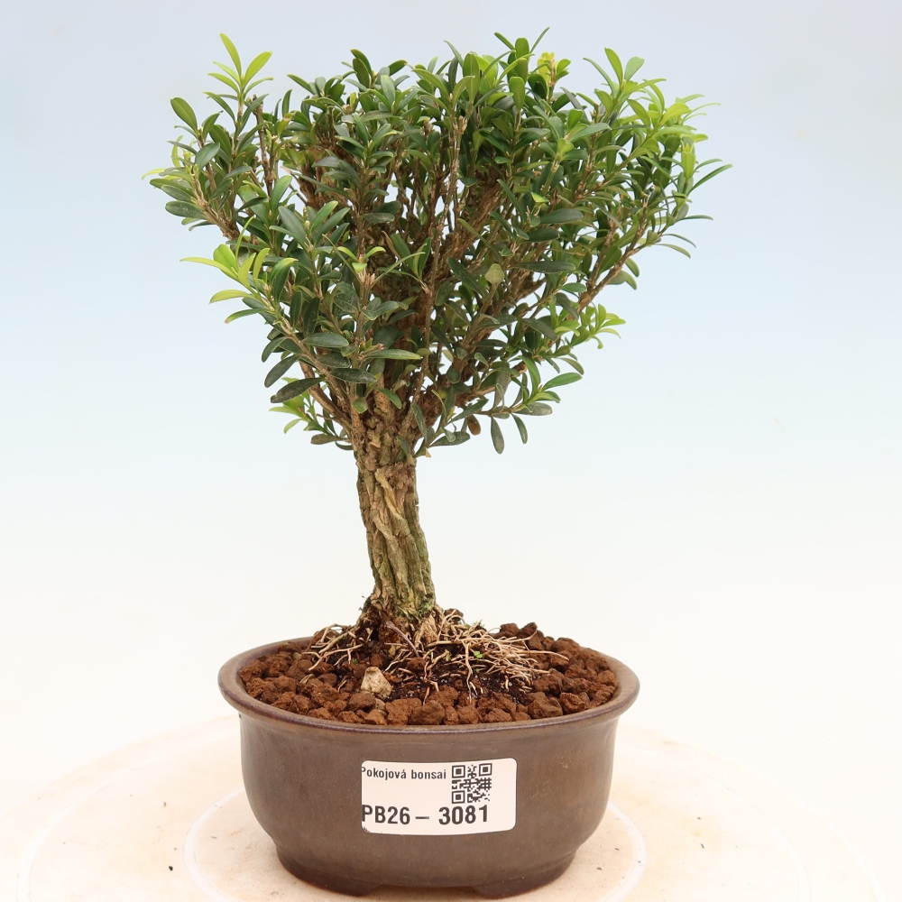 Pokojová bonsai - Buxus harlandii -korkový buxus