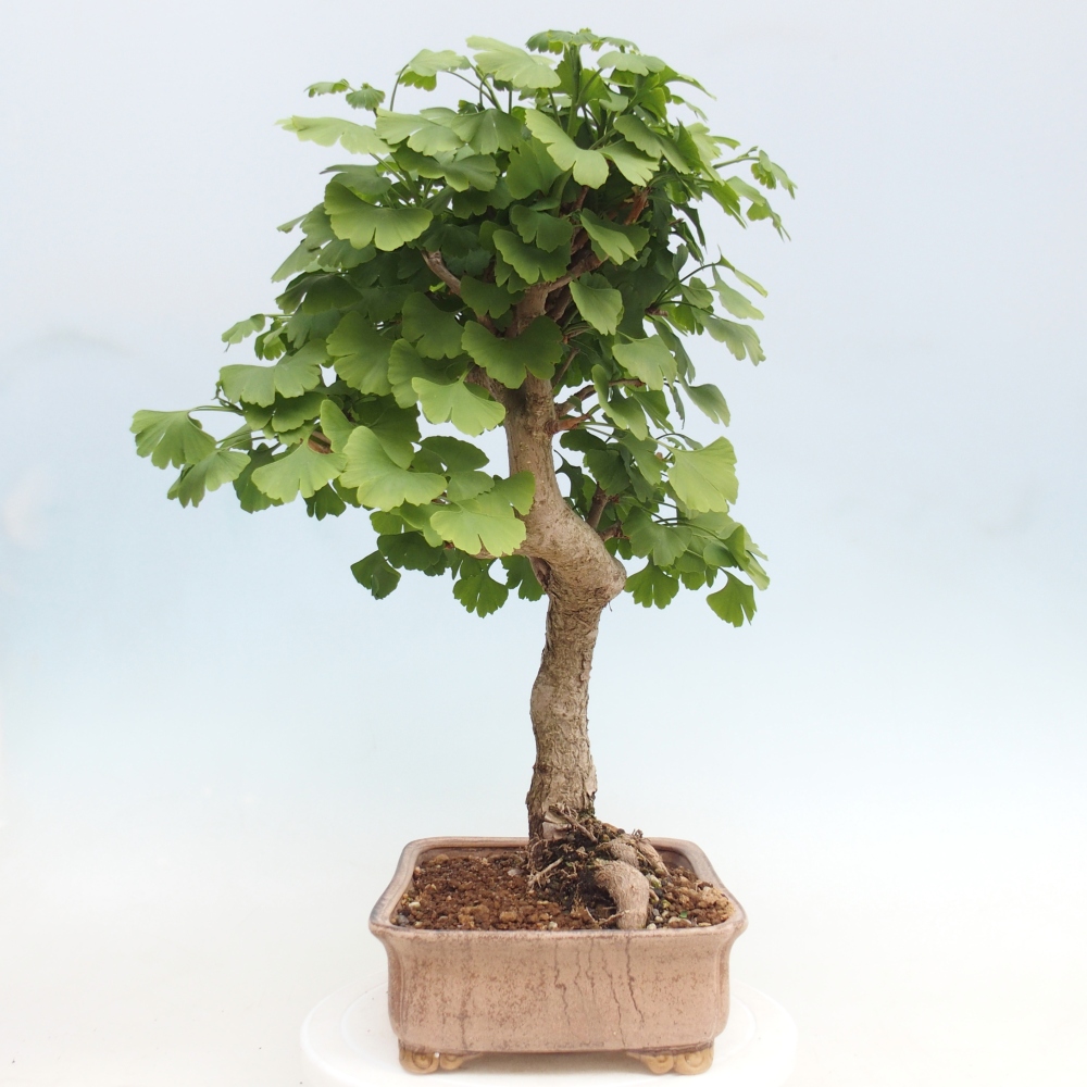 Venkovní bonsai - Jinan dvoulaločný - Ginkgo biloba