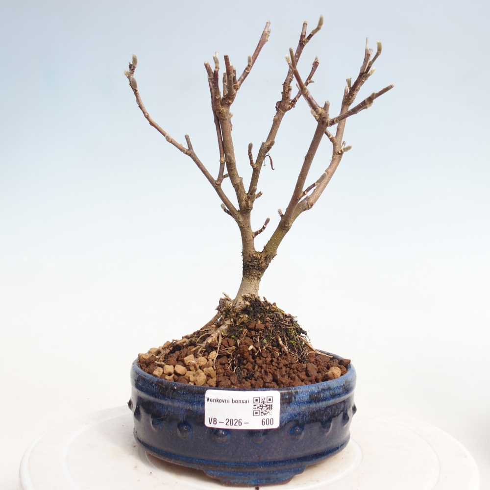 Venkovní bonsai - Magnolia stellata  -  Šácholán hvězdokvětý