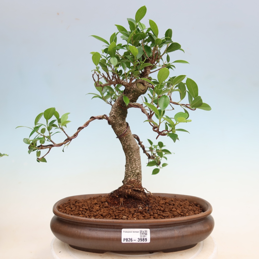 Pokojová bonsai - Ficus kimmen -  malolistý fíkus