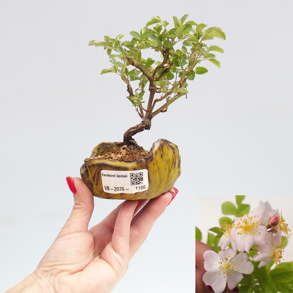 Venkovní bonsai - Rosa sp. - malokvětá růže