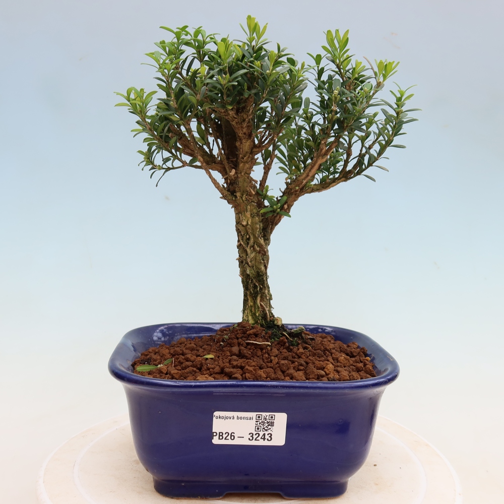 Pokojová bonsai - Buxus harlandii -korkový buxus