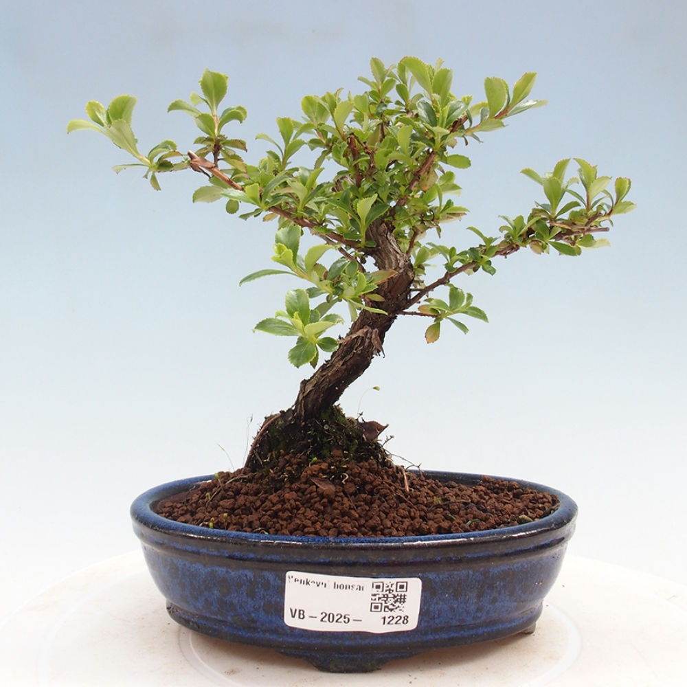 Venkovní bonsai - Escallonia 'Dart's Rosy Red' - Zábluda