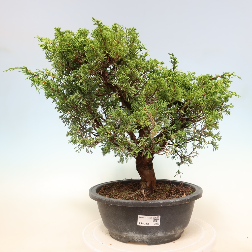 Venkovní bonsai - Juniperus chinensis Itoigawa-Jalovec čínský