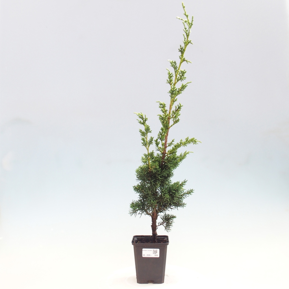Venkovní bonsai - Juniperus chinensis Kishu -Jalovec čínský