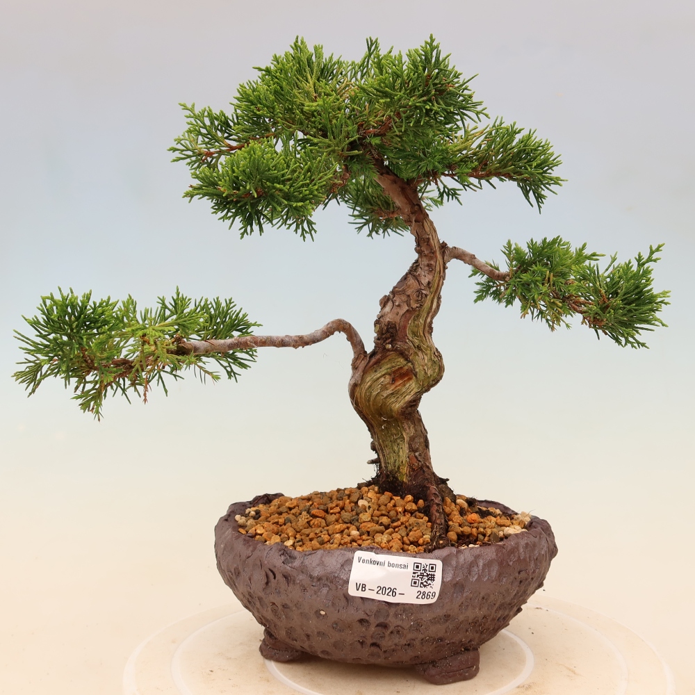 Venkovní bonsai - Juniperus chinensis Itoigawa -Jalovec čínský