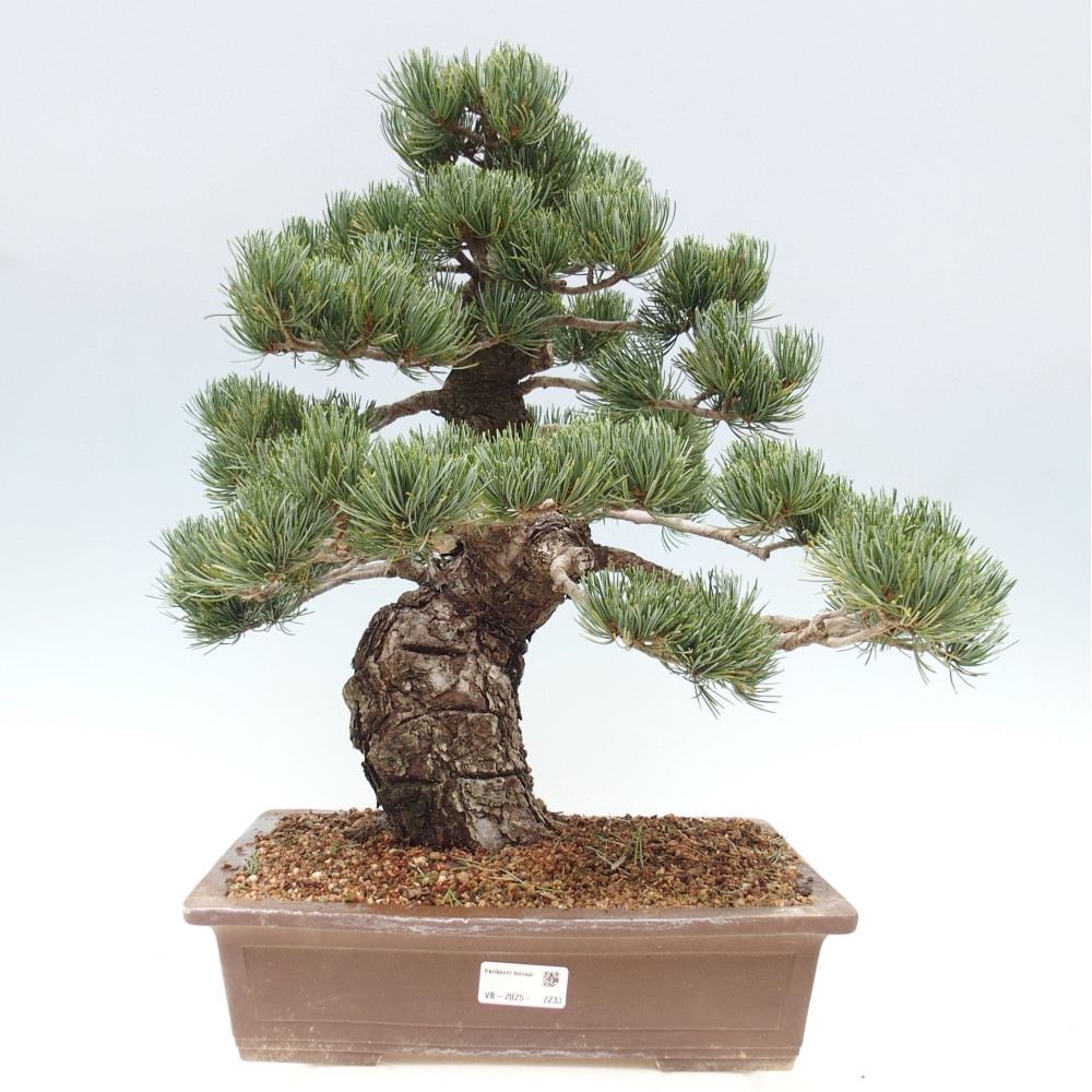 Venkovní bonsai - Pinus parviflora - Borovice drobnokvětá