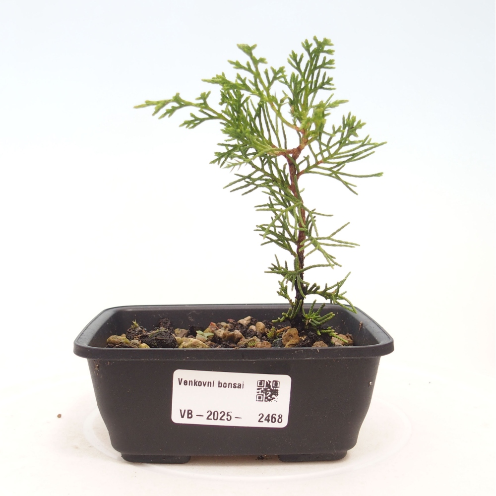 Venkovní bonsai - Juniperus chinensis Itoigawa -Jalovec čínský