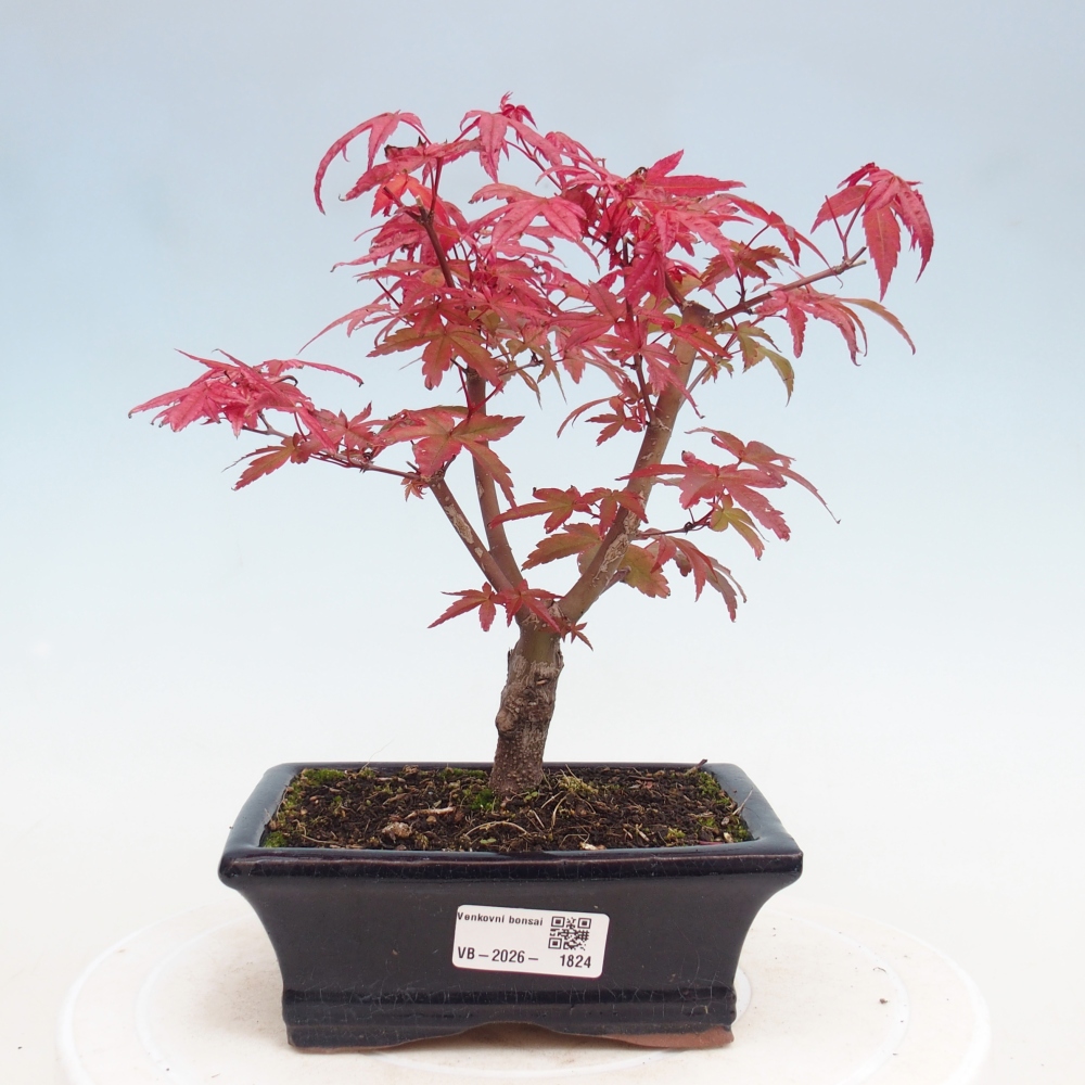Venkovní bonsai - Javor dlanitolistý - Acer palmatum DESHOJO