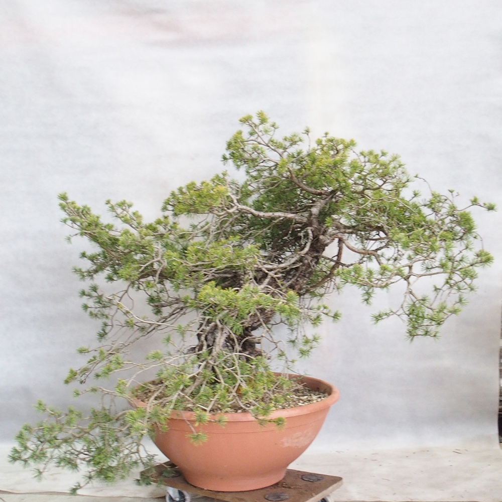 Yamadori - Pinus sylvestris 