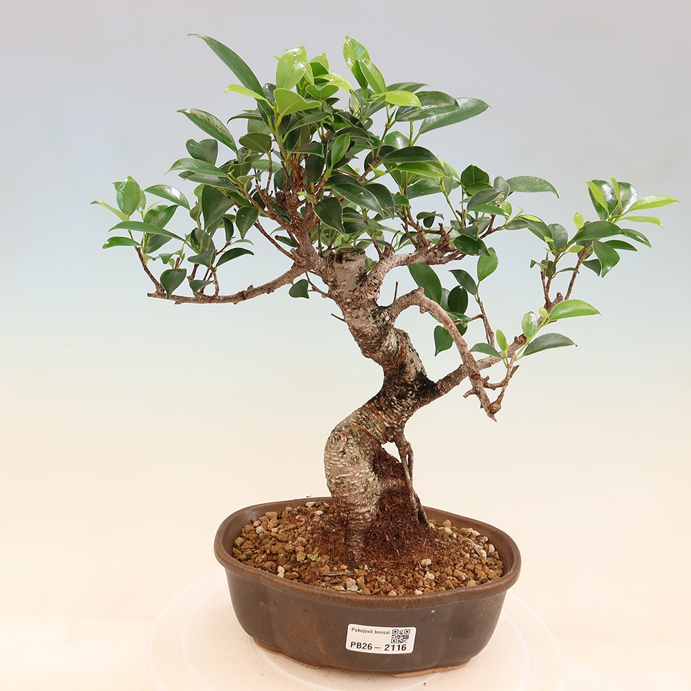 Pokojová bonsai - Ficus retusa -  malolistý fíkus