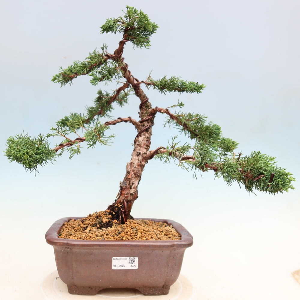 Venkovní bonsai - Juniperus chinensis Kishu -Jalovec čínský