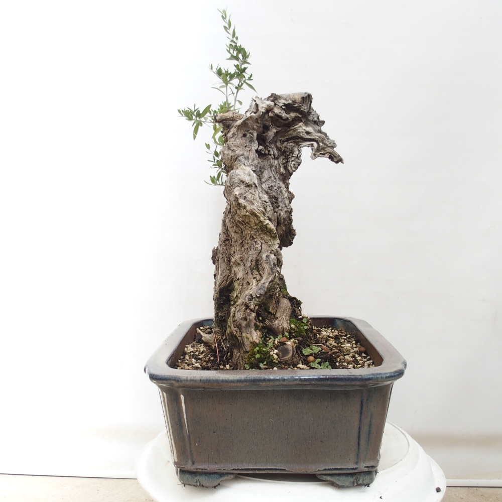 Pokojová bonsai - Olea europaea sylvestris -Oliva evropská drobnolistá
