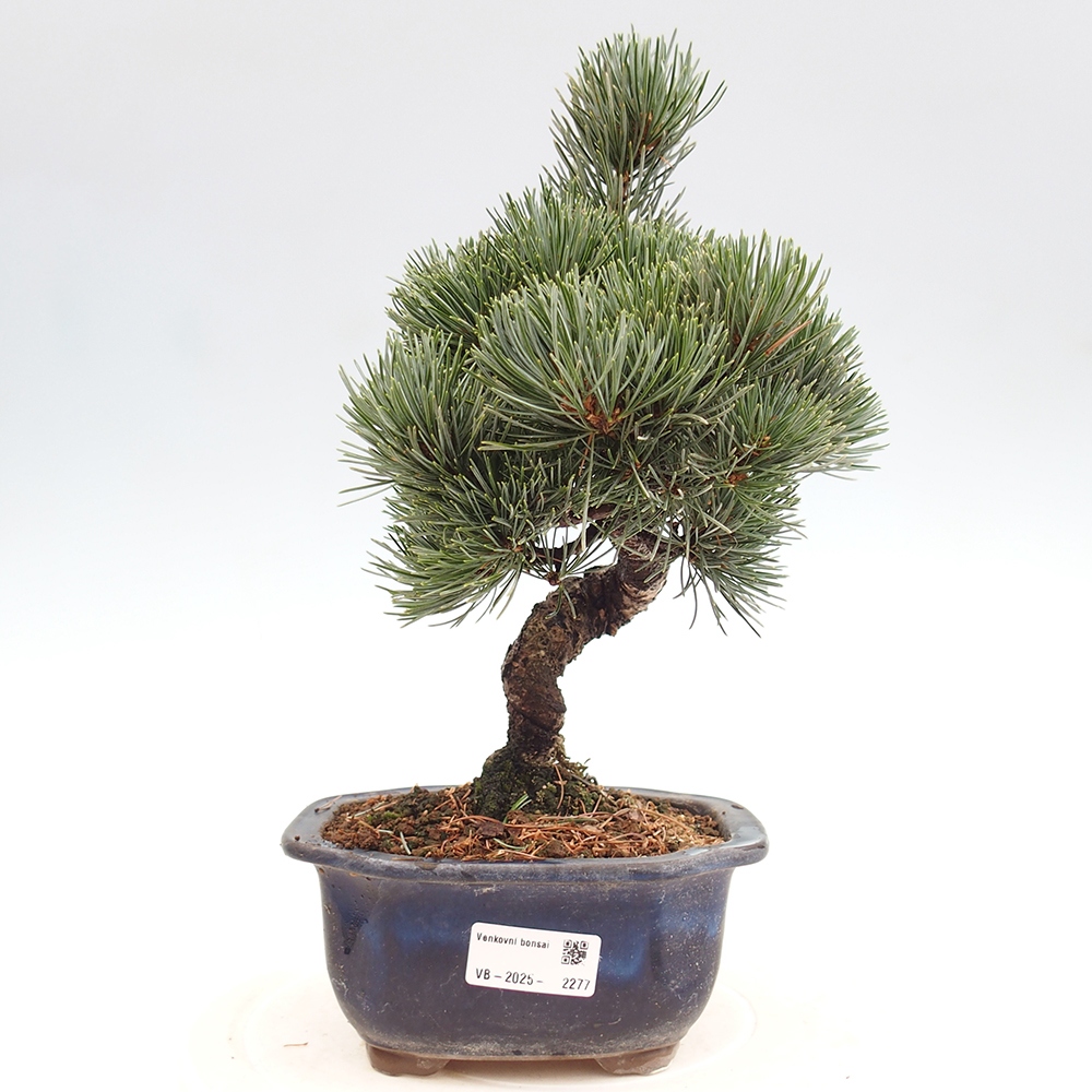 Venkovní bonsai - Pinus parviflora - Borovice drobnokvětá