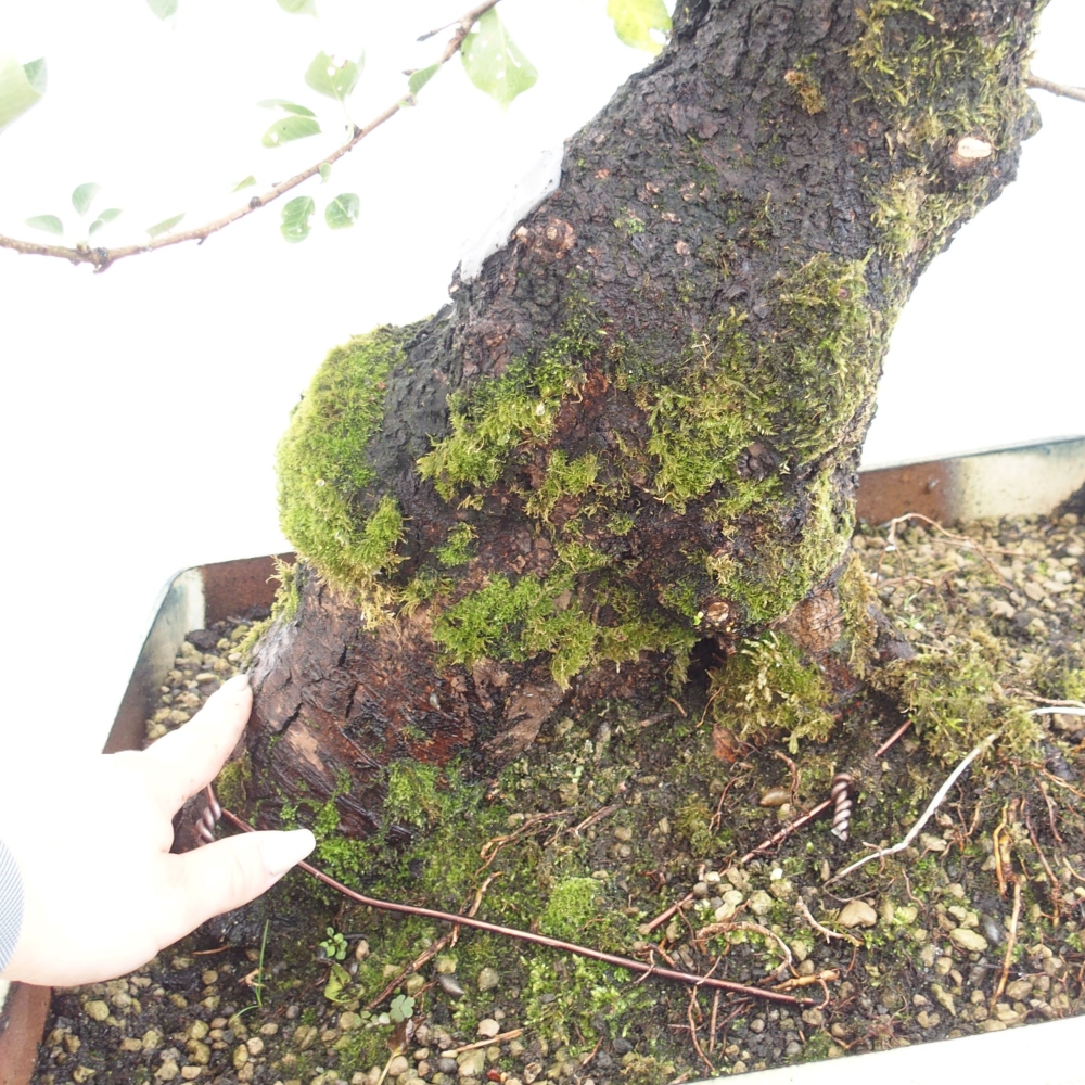 Venkovní bonsai - Mahalebka - Prunus mahaleb