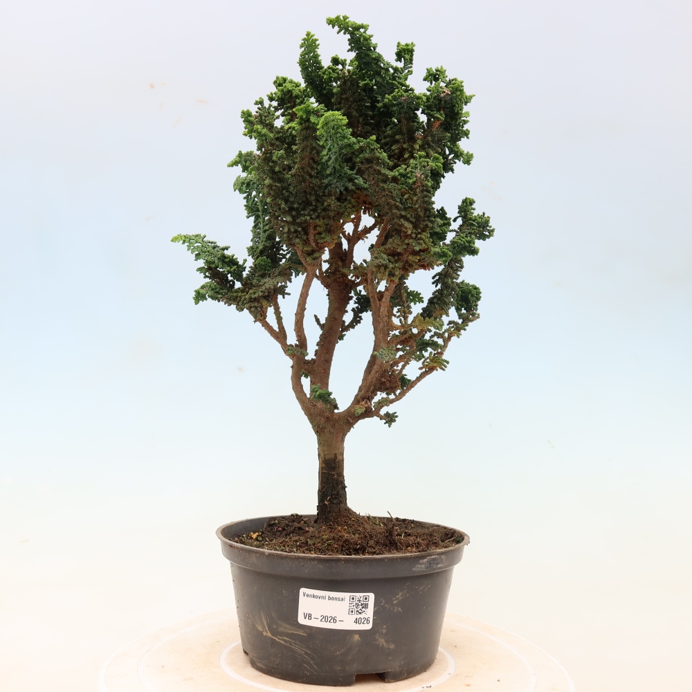 Venkovní bonsai - Cham. obtusa SEKKA HINOKI - Cypřišek