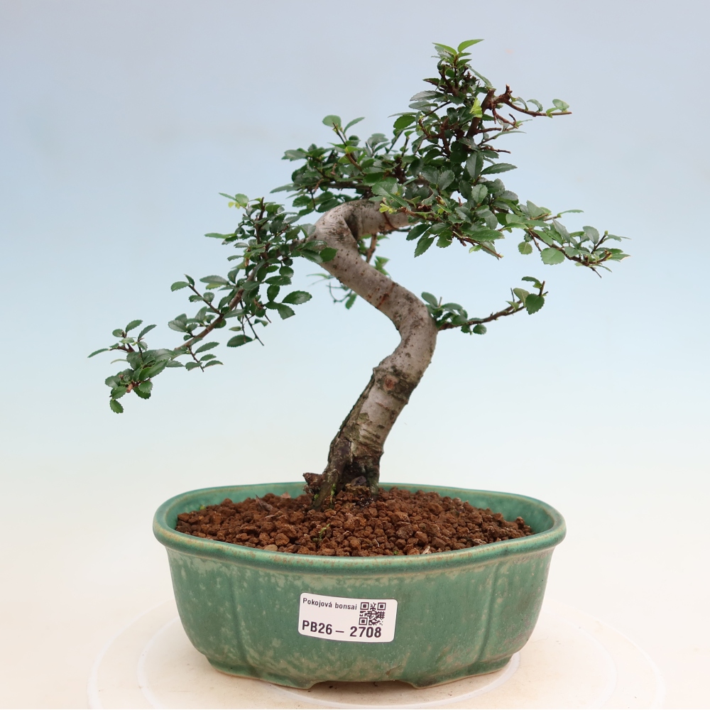 Pokojová bonsai - Ulmus parvifolia - Malolistý jilm