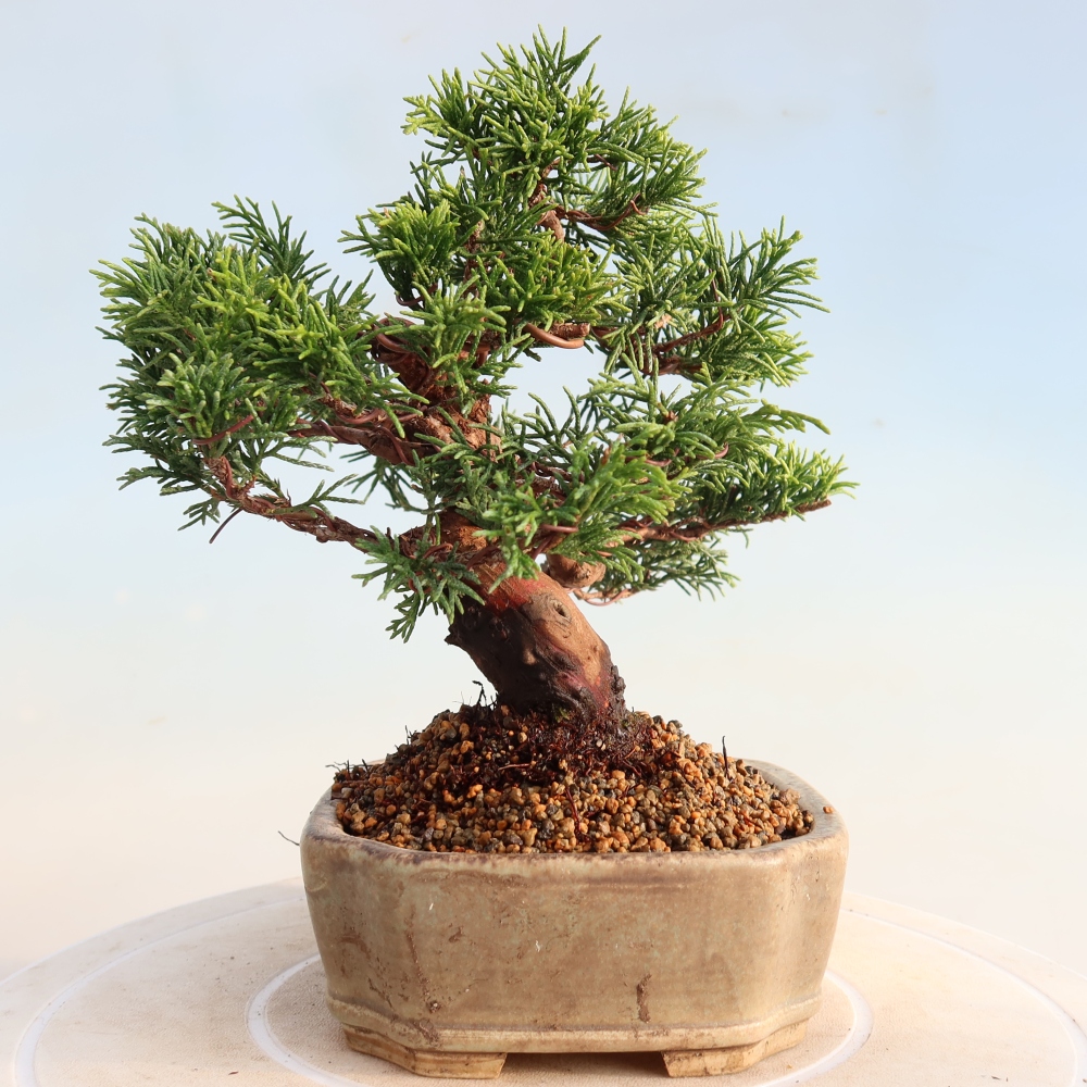 Venkovní bonsai - Juniperus chinensis Itoigawa -Jalovec čínský
