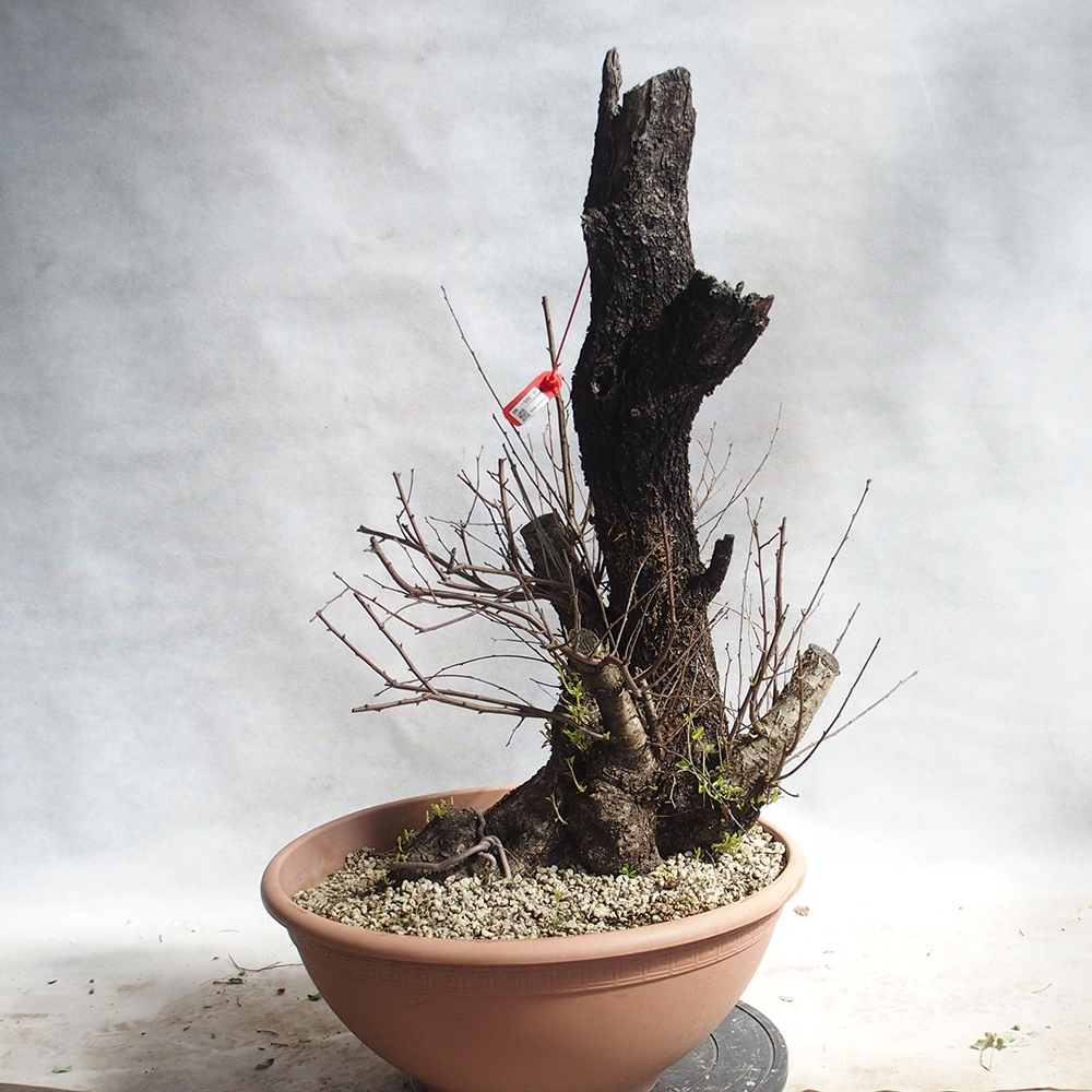 Venkovní bonsai -Mahalebka - Prunus mahaleb