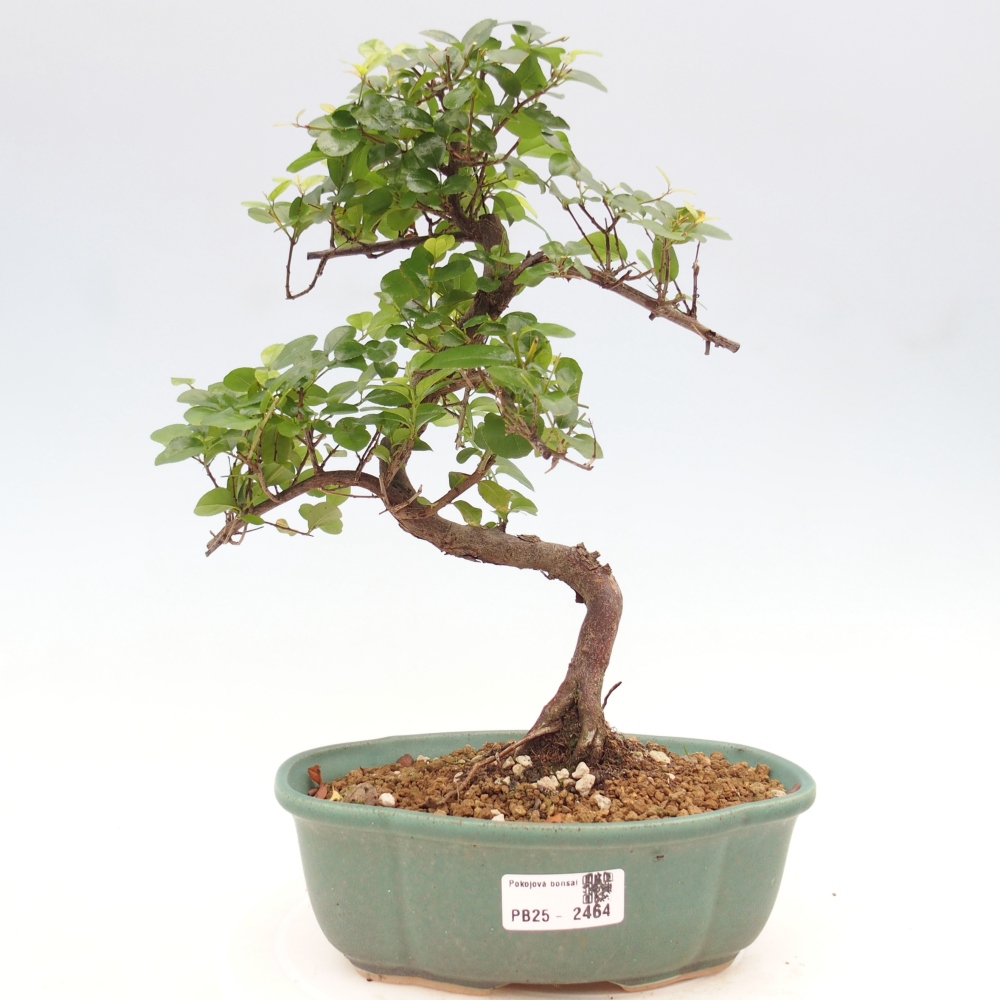 Pokojová bonsai - Sagerécie thea - Sagerécie thea