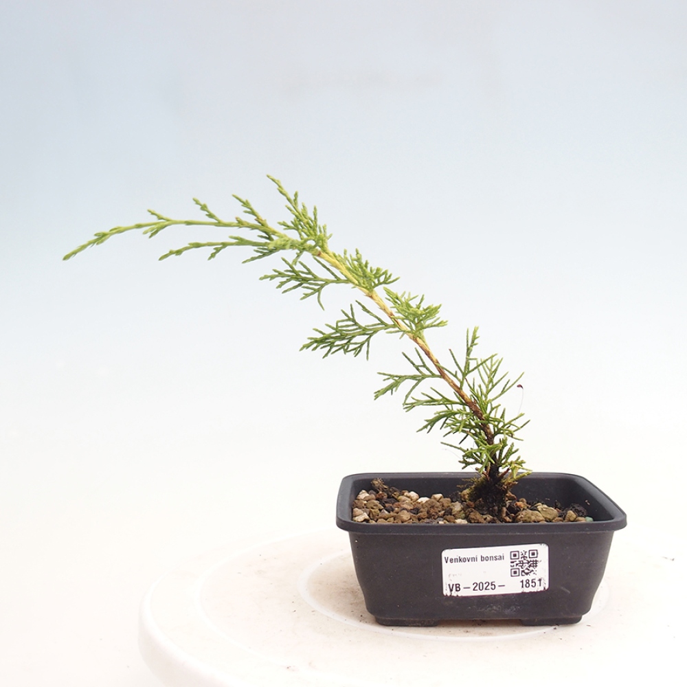 Venkovní bonsai - Juniperus chinensis Itoigawa -Jalovec čínský