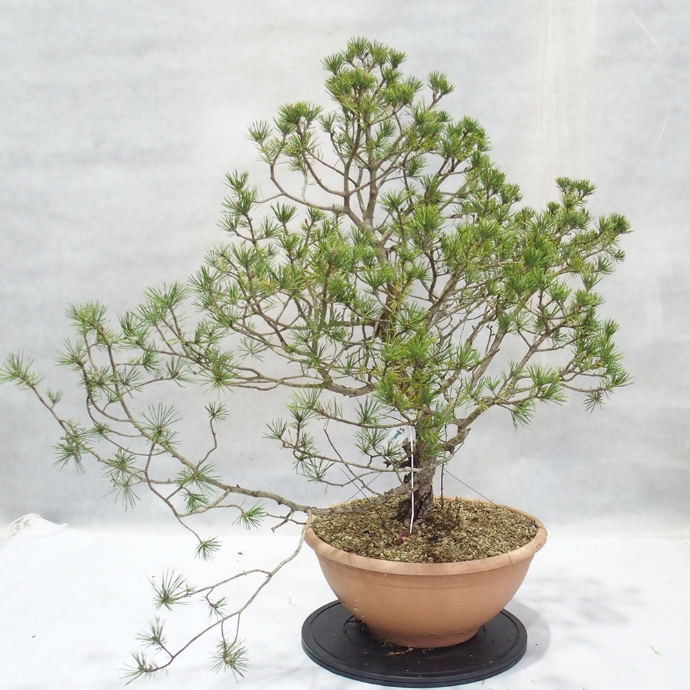 Yamadori - Pinus sylvestris 