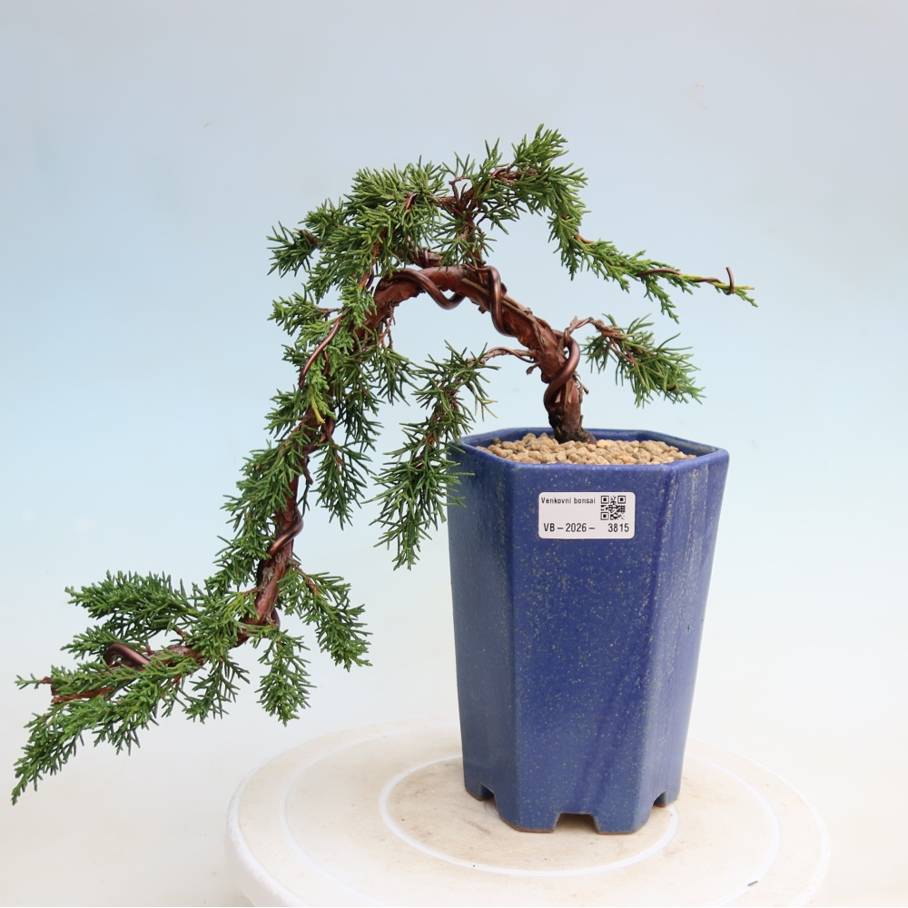 Venkovní bonsai - Juniperus chinensis Kishu -Jalovec čínský