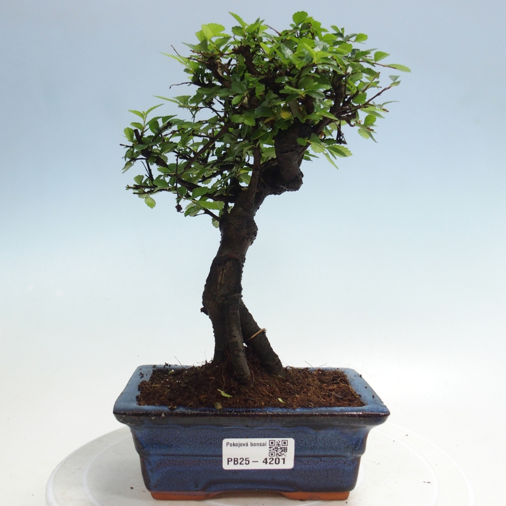 Pokojová bonsai - Ulmus parvifolia - Malolistý jilm