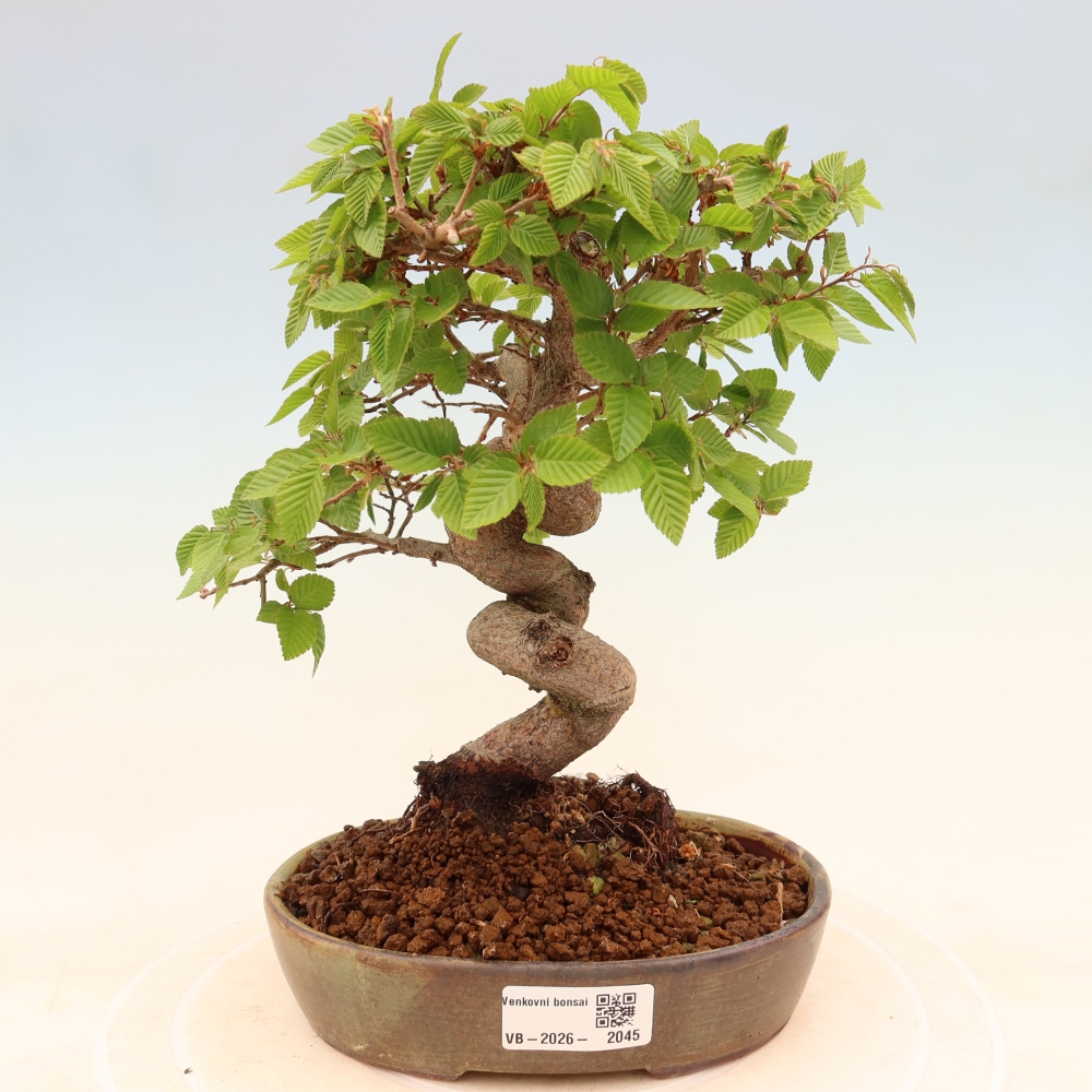 Venkovní bonsai -Carpinus coreana - Habr korejský