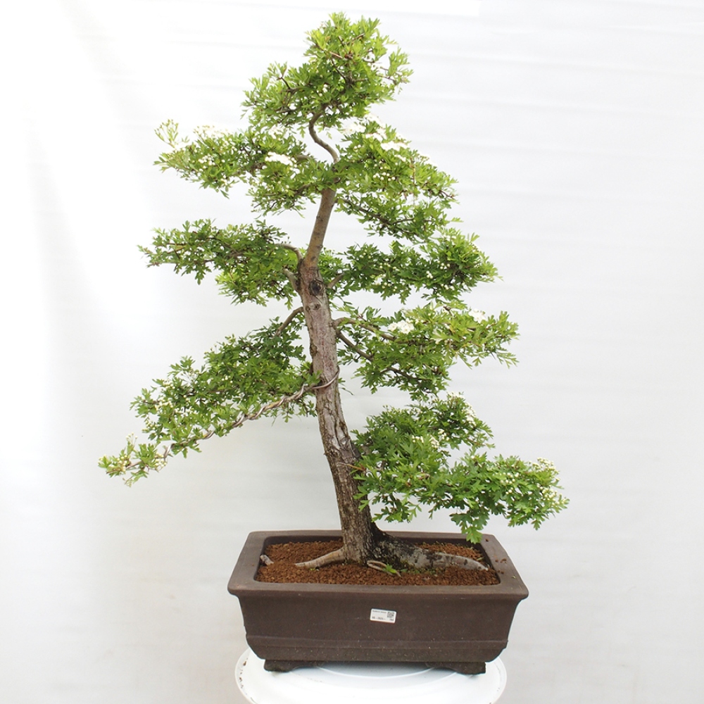 Venkovní bonsai - Hloh - Crataegus monogyna
