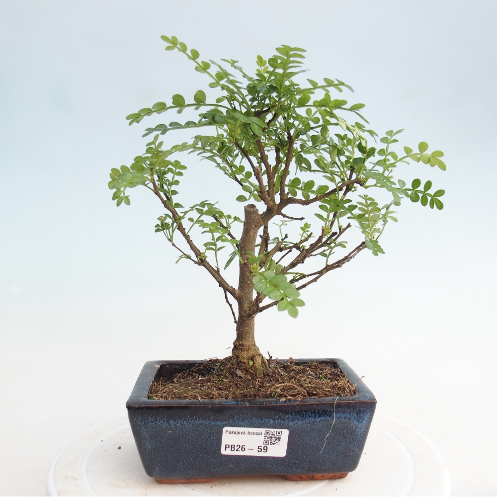 Pokojová bonsai - Zantoxylum piperitum - pepřovník