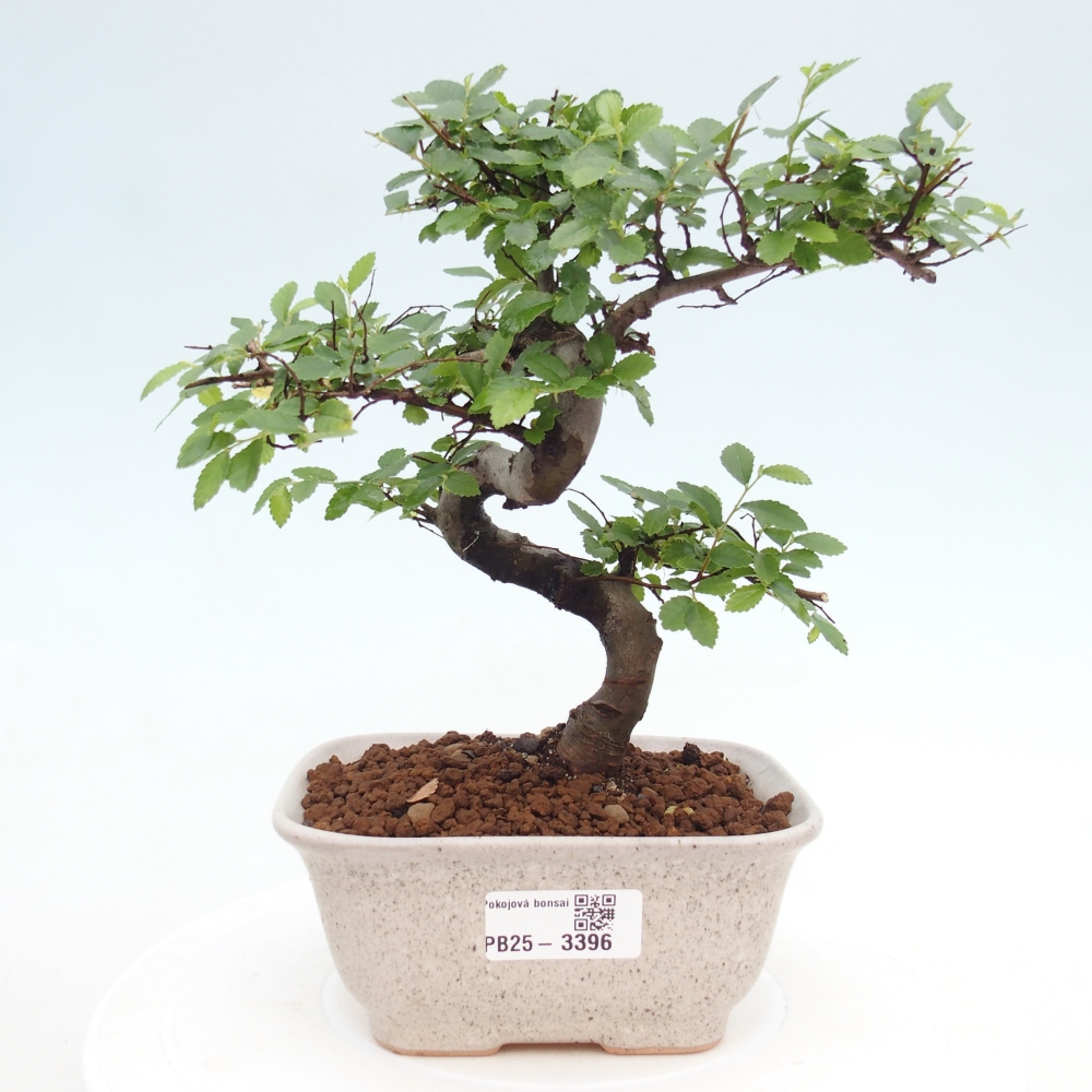 Pokojová bonsai - Ulmus parvifolia - Malolistý jilm