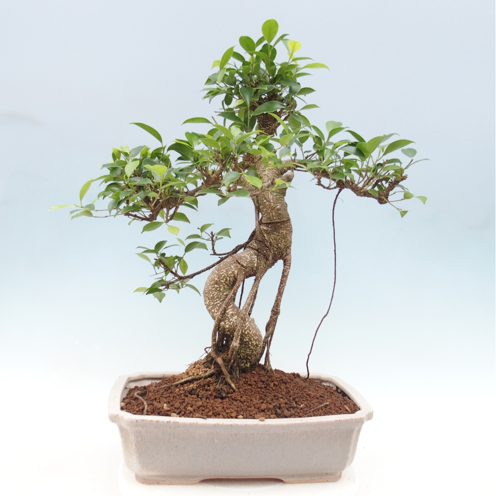 Pokojová bonsai - Ficus retusa -  malolistý fíkus