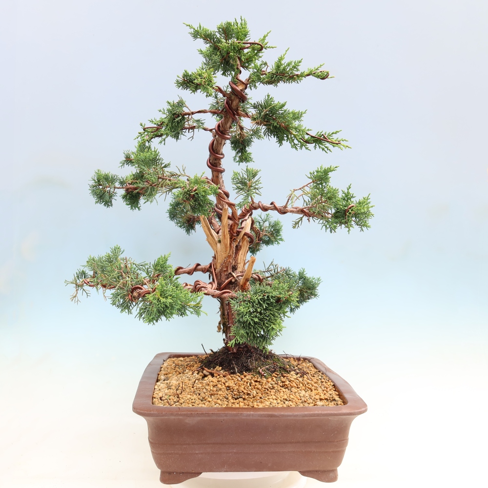 Venkovní bonsai - Juniperus chinensis Kishu -Jalovec čínský