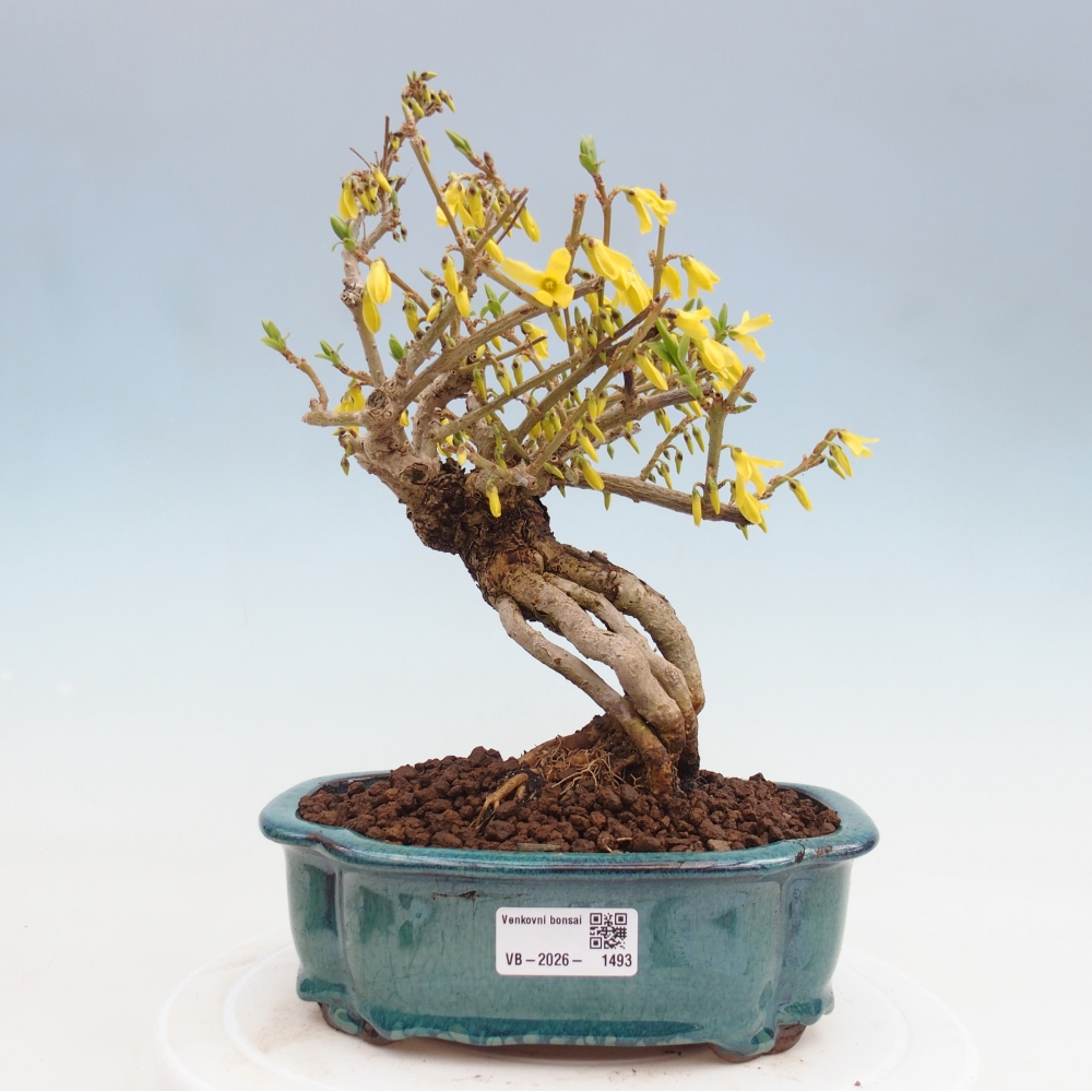 Venkovní bonsai - Zlatice - Forsythia koreana
