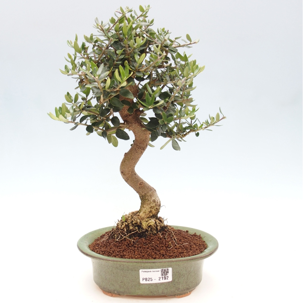 Pokojová bonsai - Olea europaea sylvestris -Oliva evropská drobnolistá